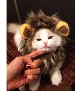 Lion Mane Cat Costume