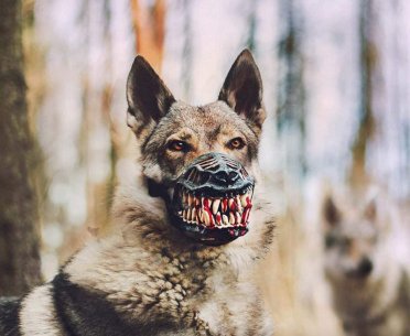 Werewolf Dog Muzzle