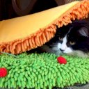 Taco Cat Bed