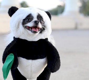 Panda Dog Costume