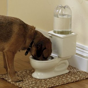 Dog and Cat Toilet Bowl