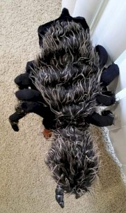 Tarantula Dog Costume: Eight-Legged Fun for Your Pup!